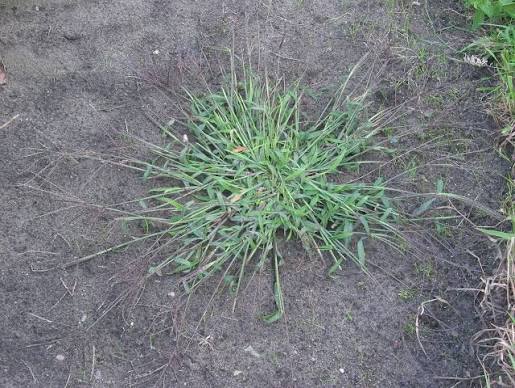 Digitaria Spp